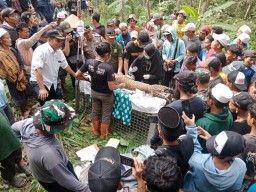 Polisi dan BKSDA Jabar evakuasi macan tutul di Kalibunder ( jabar memanggil/ist) 
