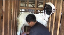 Proses pemerasan susu kambing etawa di peternakan berkah farm rancakalong, Kabupaten Sumedang (jabar memanggil/husni nursyaf) 