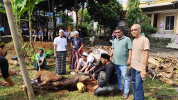 Satu ekor sapi dan 5 ekor kambing di salurkan Jaringan Jurnalis Bogor ( JJB) untuk warga kelurahan Pakansari Cibinong, Senin (17/06/2024) . ( Jabar Memanggil/ IST) 