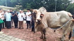 Ketua DPRD Kabupaten Bogor, Rudy Susmanto menyerahkan 48 sapi kurban dari Presiden Terpilih Prabowo Subianto untuk warga Babakan Madang. ( Jabar Memanggil/IST )