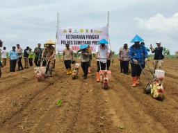 Dukung Ketahanan Pangan, Polres Sumedang Lakukan Penanam Jagung Hibrida