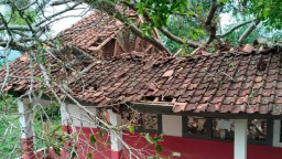 Pohon beringin dengan tinggi sekitar 15 meter tumbang hingga menimpa atap ruang kelas di SDN Sukasari, Desa Margaluyu, Kecamatan Campaka, Kabupaten Cianjur. Kamis (30/2/2025)
