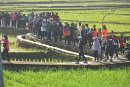 Ribuan peserta saat melintasi area pesawahan pada kegiatan puncak HUT BPBD Sumedang ke-10 bersama Sumedang Walkers.  Sabtu (15/2/2025).