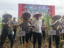 Polda Jawa Barat mengelar Panen Raya Jagung di Desa Sakurjaya, Kecamatan Ujungjaya, Kabupaten Sumedang, Rabu (26/2/2025).
