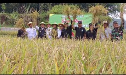 Bupati Sumedang  Donny Ahmad Munir melaksanakan panen raya padi organik dengan pemupukan biovina  di Dusun Situlampa Rt 01/16, Desa  Margajaya, Kecamatan Tanjungsari, Kabupaten Sumedang. Jum'at ( 18/4/2025).
