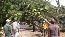 Pohon mahoni berukuran besar tumbang hingga menutup jalan raya Bandung - Cirebon, di kawasan Cadas Pangeran Sumedang Jawa Barat. Senin (12/5/2025)