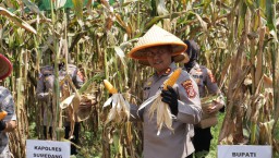 Kapolres Sumedang, Panen Raya Jagung Serentak Kuartal II Bersama Presiden RI dan Kapolri Secara Daring