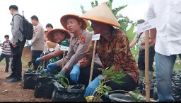 Dukung Ketahanan Pangan Polres Sumedang Tanam 15 Ribu Ubi Cilembu