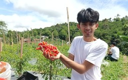 Lima Pemuda di Sukabumi Panen Cabai Organik, Hasil Yang Melimpah