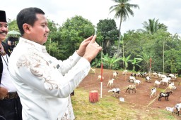 Cara Unik Desa Sukatali Kembangkan Ketahanan Pangan dengan Berternak Domba