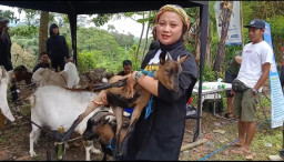 Milangkala HPKDI Ratusan Domba dan Kambing Dipamerkan, Kambing Pigmi Tidak Mau Ketinggalan