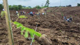 Peduli Lingkungan, Lahan Eks Tambang Galian Ditanami Ribuan Pohon