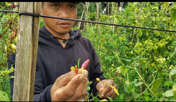 Gagal Panen Cabai di Sumedang: Petani Rugi Besar Akibat Cuaca Buruk