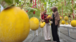 Nikmati Wisata Edukasi Petik Melon Segar di Sumedang