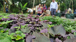 Kementerian Transmigrasi Gandeng Unpad Jatinangor Kembangkan Ubi Jalar untuk Swasembada Pangan