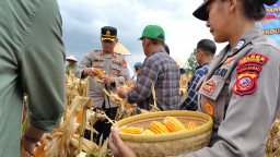 Polres Sumedang dan Kelompok Tani Panen Raya Jagung Hibrida Seluas 12 Hektar