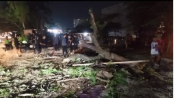 Pohon Flamboyan Tumbang di Depan Unpad Jatinangor, 4 Pengendara Tertimpa, 2 Kritis