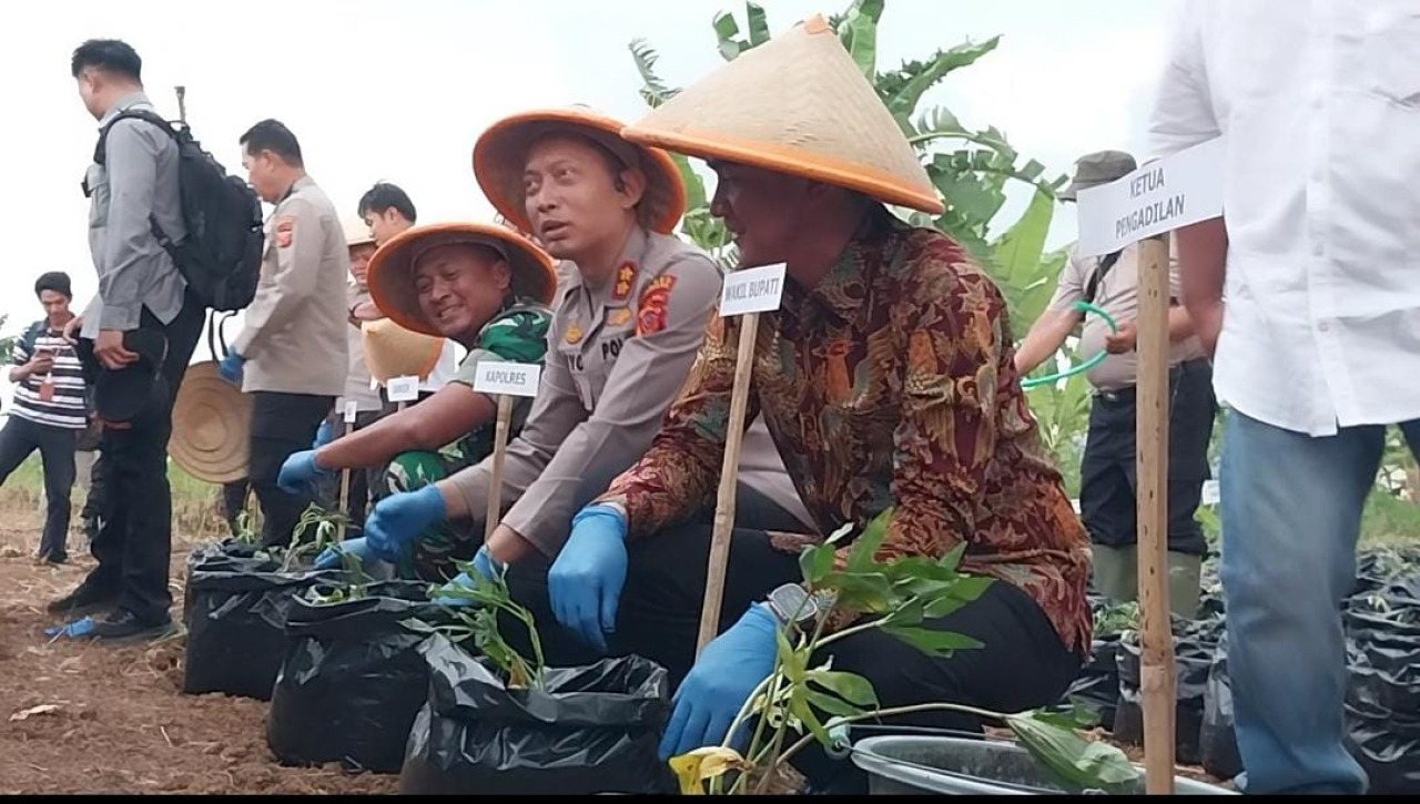 Dukung Ketahanan Pangan Polres Sumedang Tanam 15 Ribu Ubi Cilembu
